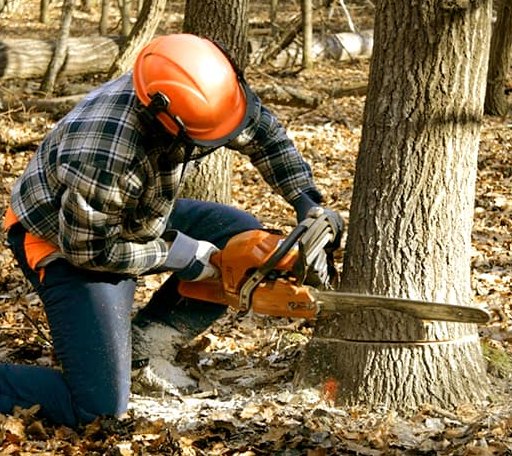 Tree Removal in Linville, VA